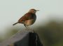 Day01 - 10 * Rufous Hornero